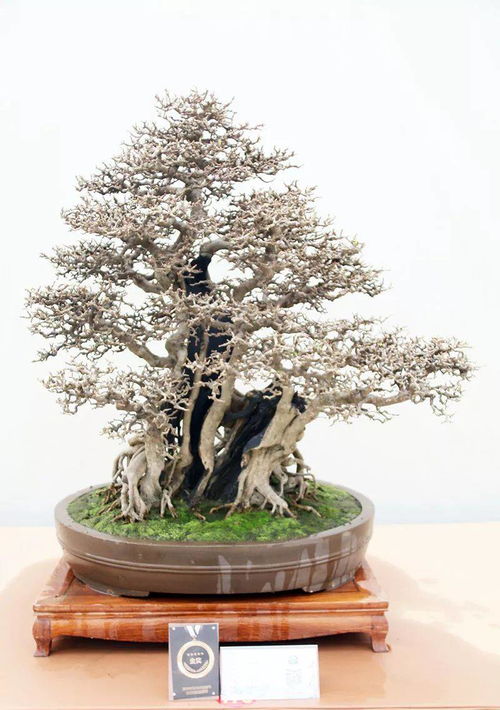 金獎作品來了 2019中國森林旅游節 全國精品盆景展