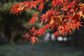 感覺(jué)深秋氣息