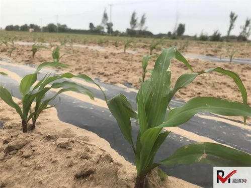 老驥伏櫪心向善，田間公益志在農