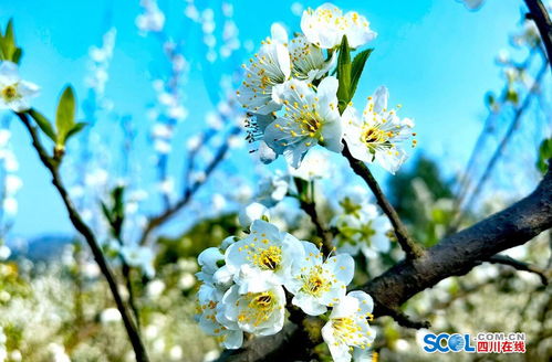 瀘縣太伏鎮(zhèn)李子花迎春綻放，伏櫪春色醉游人